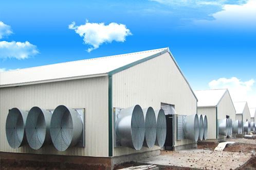 Steel Structure For Chicken House